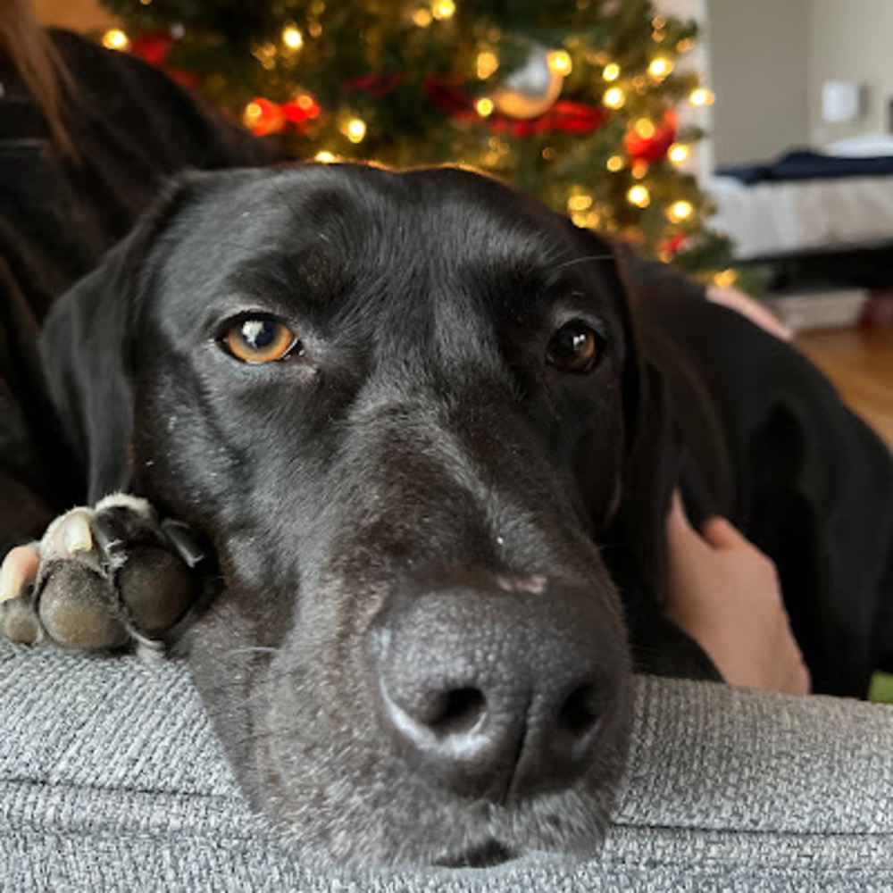 Meet your Posher, Allie